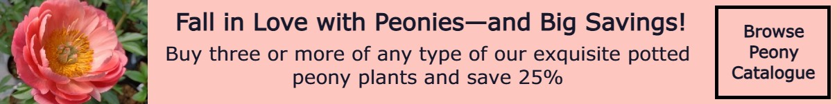 Peony Offer