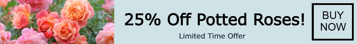 Potted Roses Offer