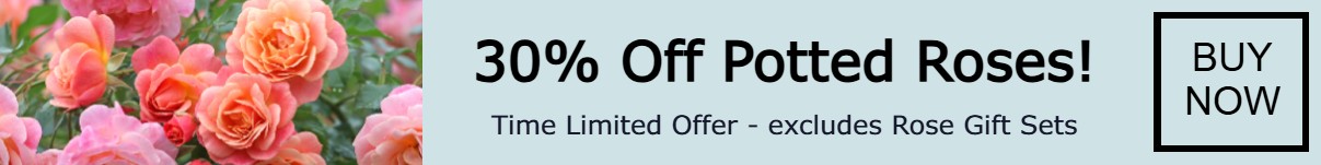 Potted Roses Offer