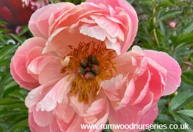 Paeonia 'Pink Hawaiian Coral' (Peony)