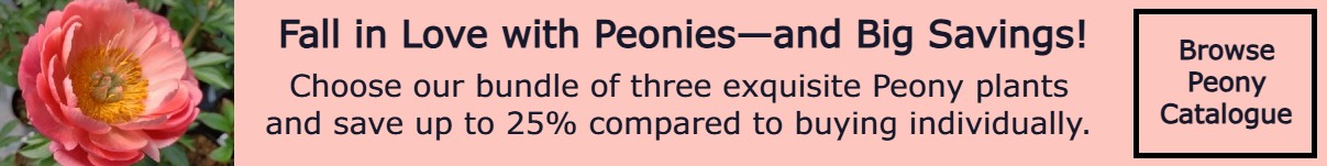 Three Peony Plant Offers1