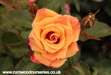 Ann Henderson - Floribunda - Bare Rooted