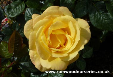 Arthur Bell - Floribunda - Bare Rooted