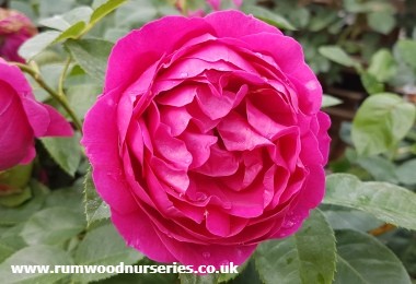 Ascot - Nostalgic Rose - Potted