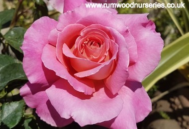 Audrey Wilcox - Hybrid Tea - Potted