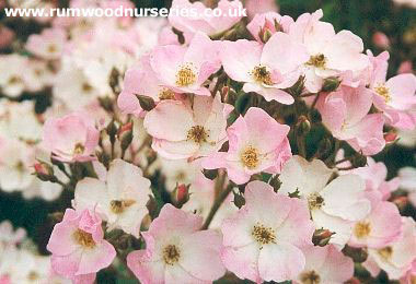 Ballerina - Shrub - Bare Rooted