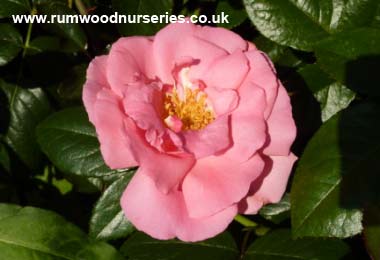 Bantry Bay - Climber - Potted