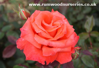 Beauty Star - Hybrid Tea - Potted