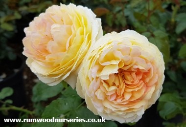 Belle de Jour - Floribunda - Bare Rooted