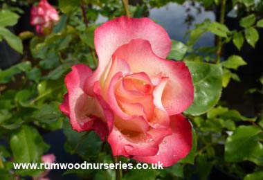 Birthday Girl - Floribunda - Potted