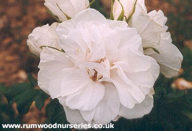 Blanc Double de Coubert - Shrub - Bare Rooted