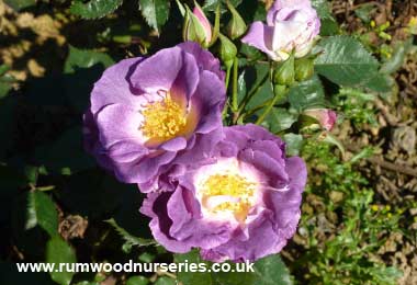 Blue For You - Floribunda - Potted