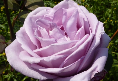 Blue Moon - Hybrid Tea - Bare Rooted