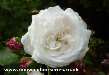 Boule de Neige - Shrub - Potted