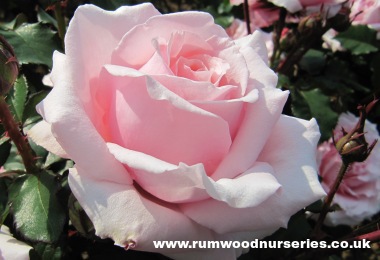 Bride & Groom Potted Rose - Gift Set