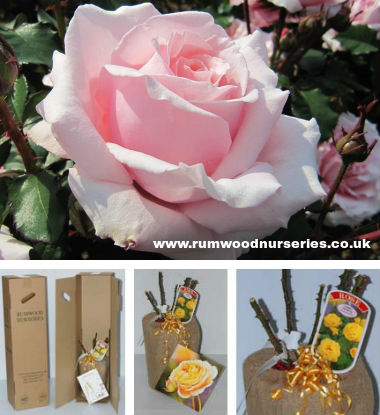 Bride & Groom Potted Rose - Gift Set