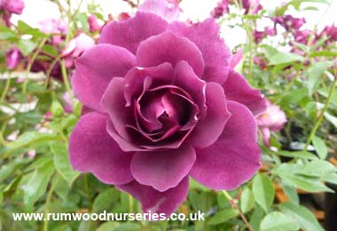 Burgundy Ice - Floribunda - Potted