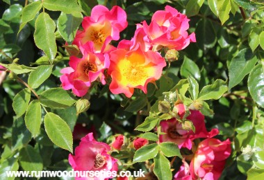 Cambridgeshire - Ground Cover - Potted