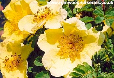 Canary Bird - Shrub - Bare Rooted