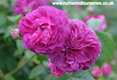 Cardinal de Richelieu - Shrub - Bare Rooted