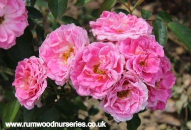 Carefree Days - Quarter Standard - Bare Rooted