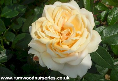 Champagne Moment - Floribunda - Bare Rooted