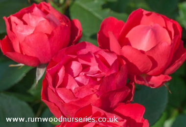 Cherry Bonica - Shrub - Bare Rooted