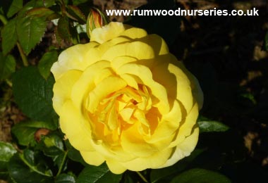 China Town - Floribunda - Bare Rooted