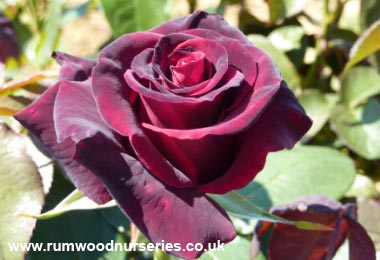 Claret - Hybrid Tea - Potted