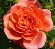 Climbing Patio Roses