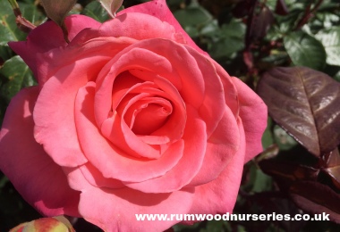 Cloud Nine - Hybrid Tea - Potted