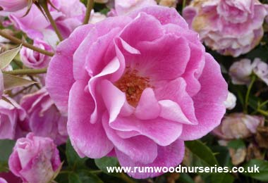 Coconut Ice - Floribunda - Potted