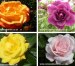 Rose Collections