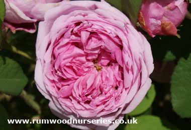 Comte de Chambord - Shrub - Potted