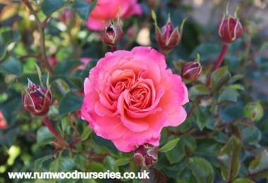 Coral Gardens - Floribunda - Potted