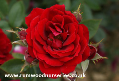 Crimson Sweet Dreams - Quarter Standard - Bare Rooted