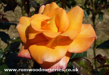 Dawn Chorus - Hybrid Tea - Potted