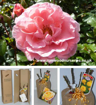 Dearest Potted Rose - Gift Set
