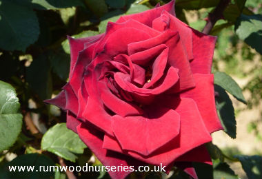 Deep Secret - Hybrid Tea - Bare Rooted