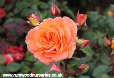 Doris Tysterman - Hybrid Tea - Bare Rooted