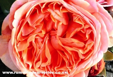 Duchess of Cornwall - Nostalgic Rose - Potted