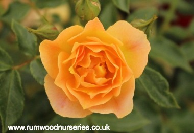 Easter Sun - Ground Cover - Potted