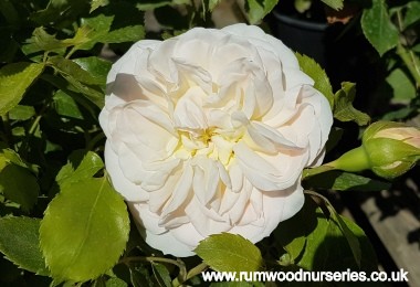 Eirene - Nostalgic Rose - Bare Rooted