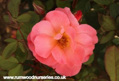 Elizabeth of Glamis - Floribunda - Potted