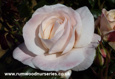 English Miss - Floribunda - Bare Rooted