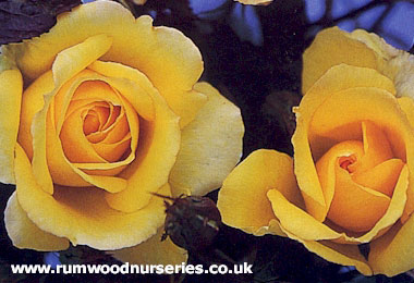 Especially for You - Hybrid Tea - Potted