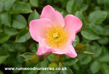 Essex - Ground Cover - Potted