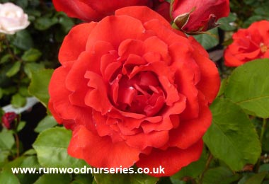 Evelyn Fison - Floribunda - Bare Rooted