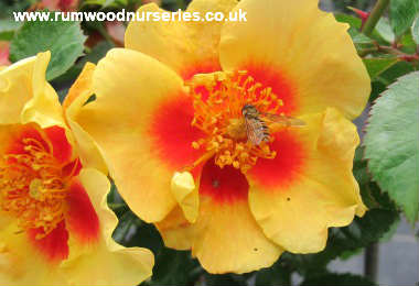 Eye of the Tiger - Floribunda - Potted