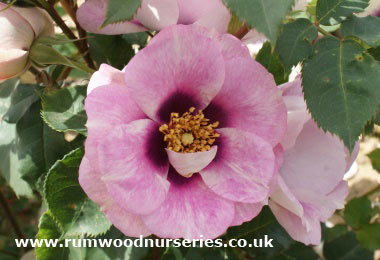 Eyes for You - Half Standard - Bare Rooted